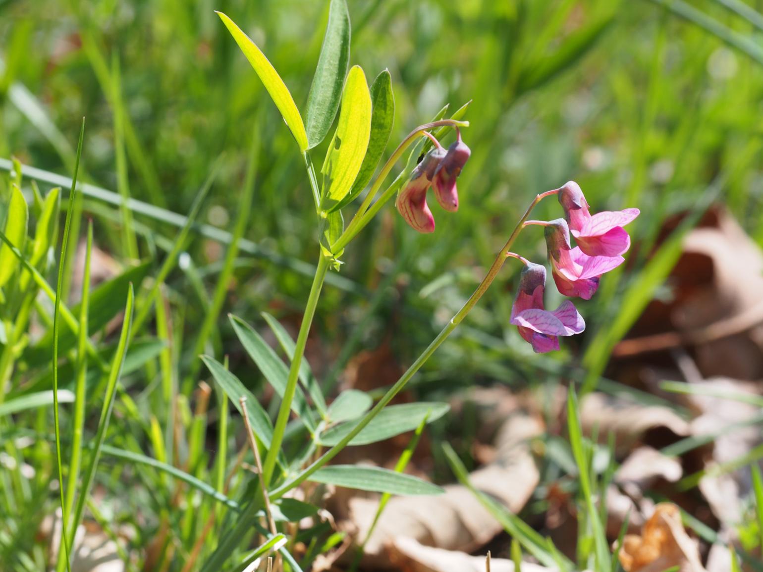 Bitter-vetch